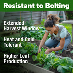 Freshly harvested romaine lettuce from HOME GROWN seeds