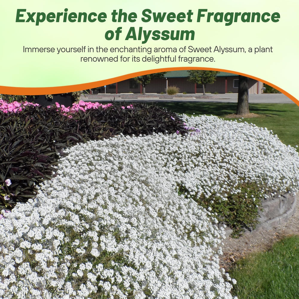 Freshly packed non-GMO Sweet Alyssum seeds