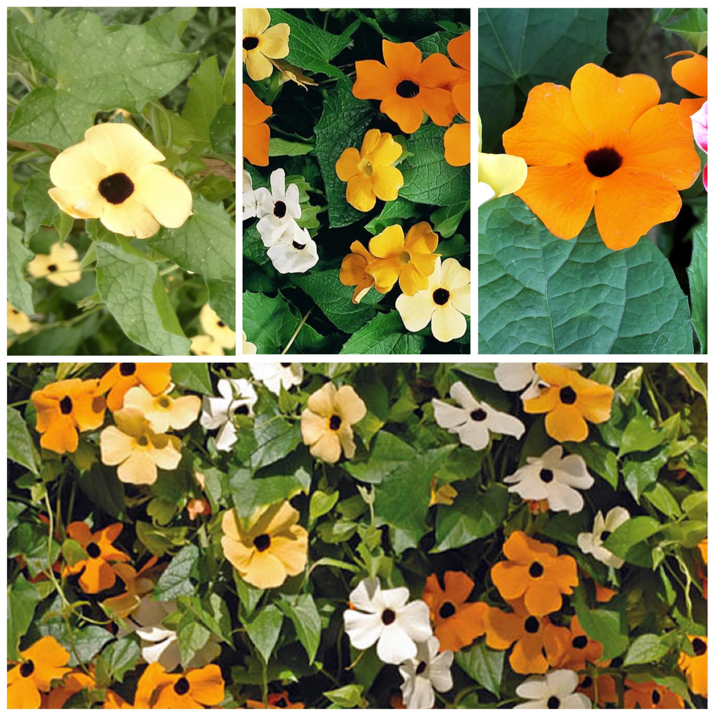 Freshly planted Black-Eyed Susan Vine seeds in soil