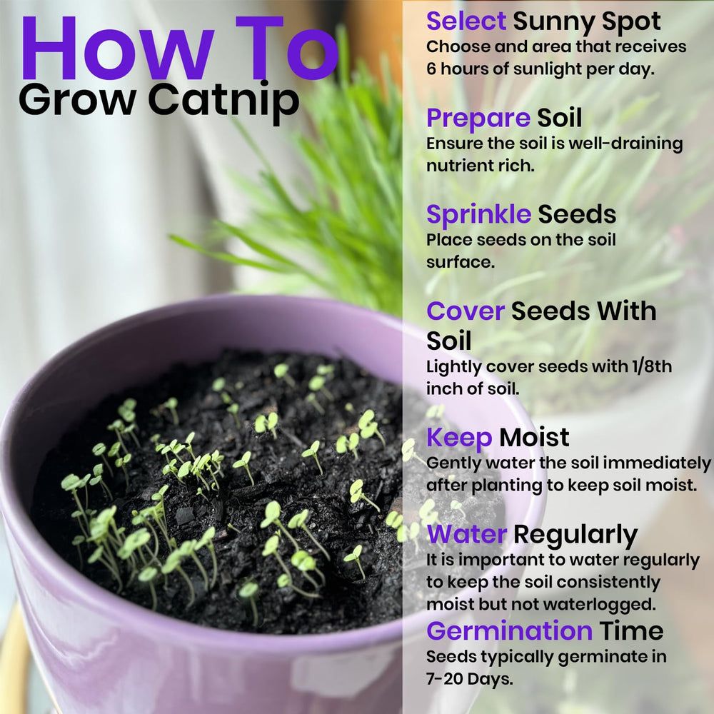 Freshly planted catnip seedlings