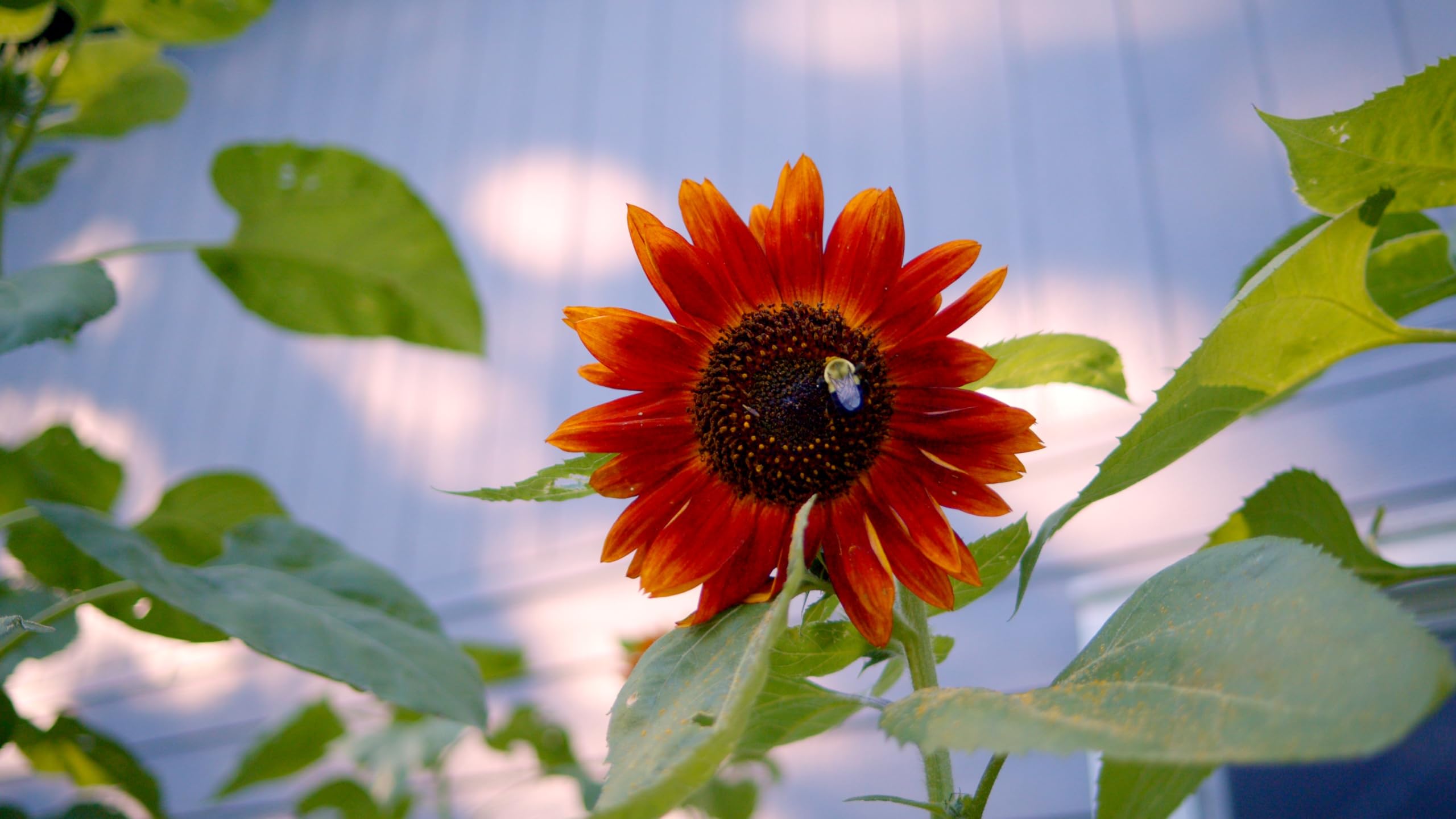 Freshly planted sunflowers growing in a garden bed