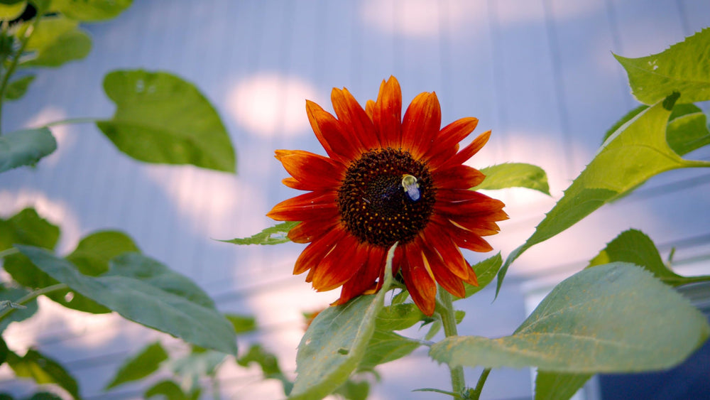 Freshly planted sunflowers growing in a garden bed