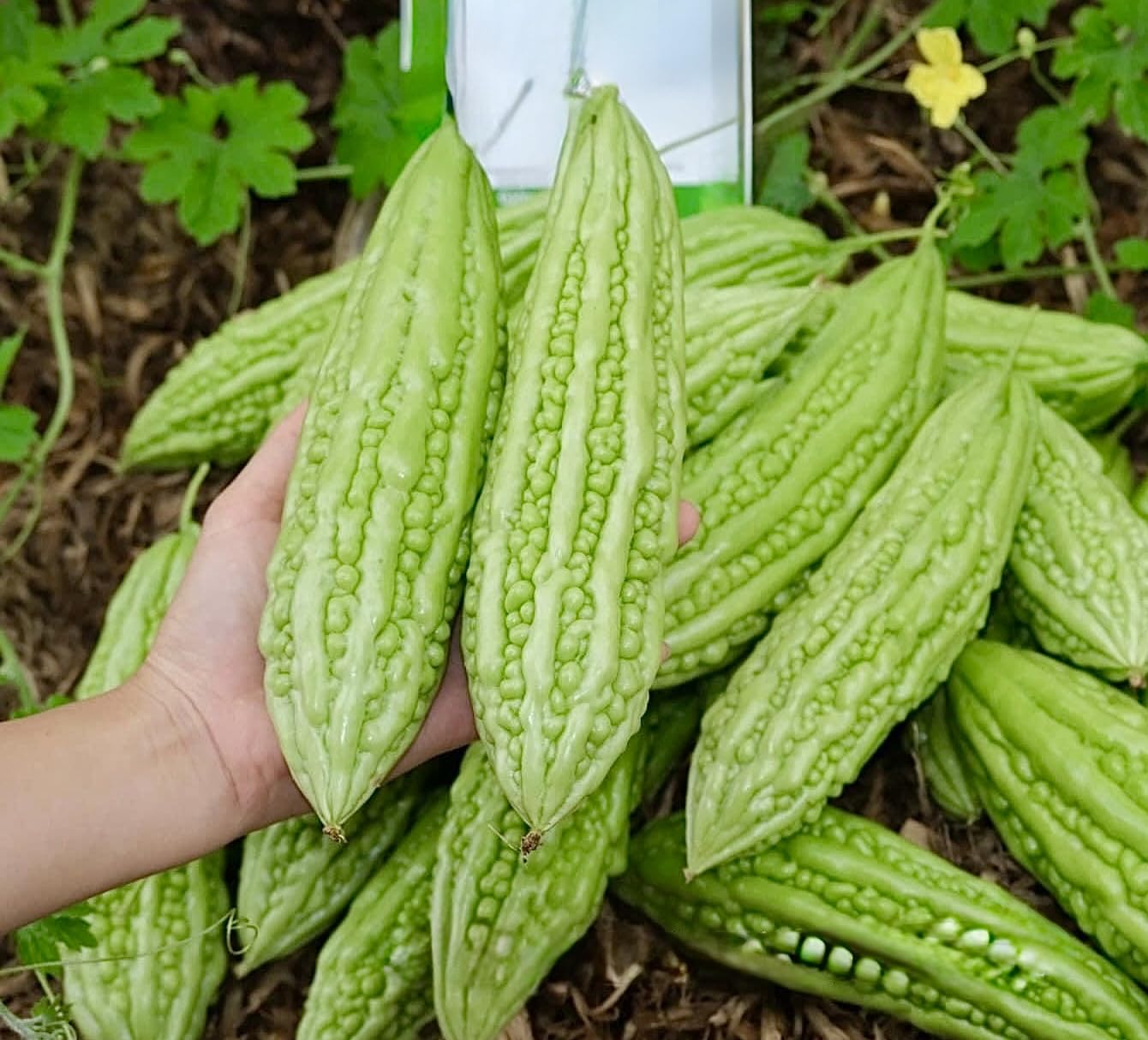 Front view of 25 premium bitter melon seeds packaging
