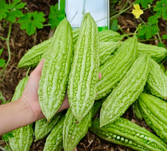 Front view of 25 premium bitter melon seeds packaging