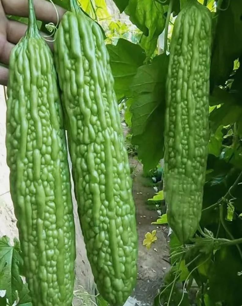 Front view of BULBORIUM Bitter Melon Seeds 15PCS packaging