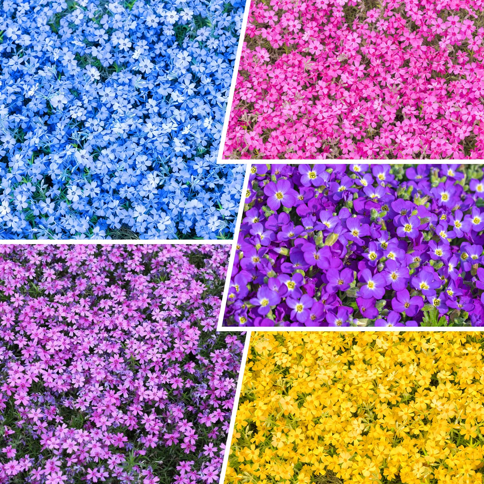 Front view of Generic Creeping Phlox seeds package, 10g