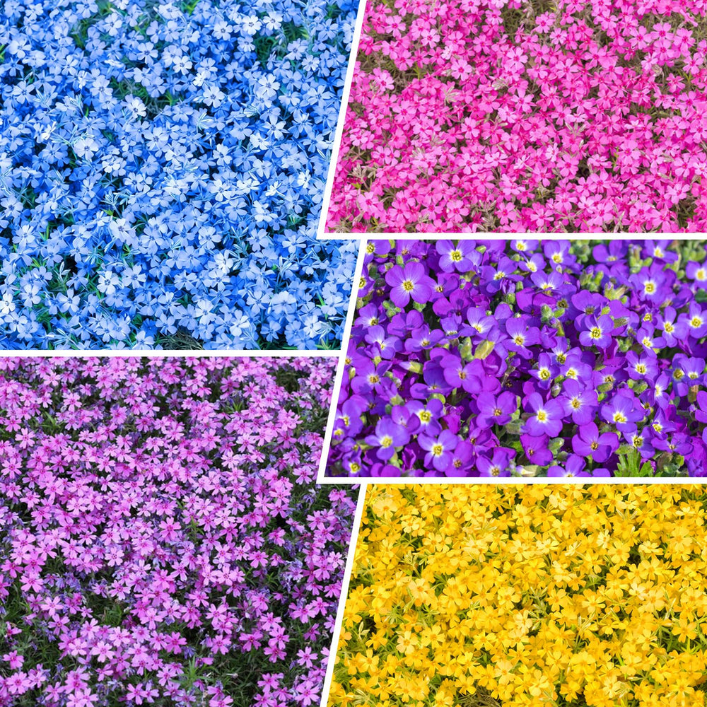 Front view of Generic Creeping Phlox seeds package, 10g
