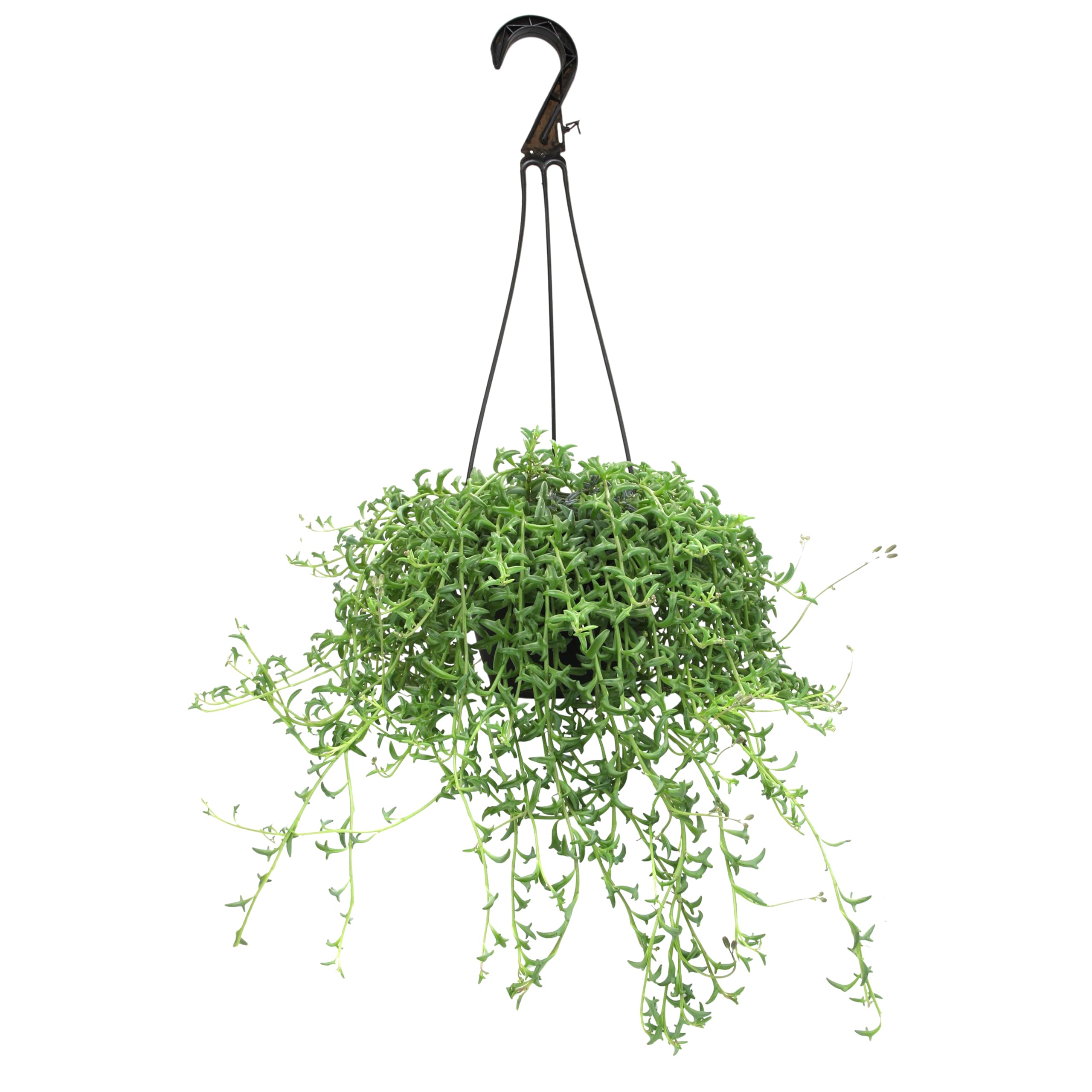 Front view of Plants for Pets String of Dolphins succulent in hanging basket