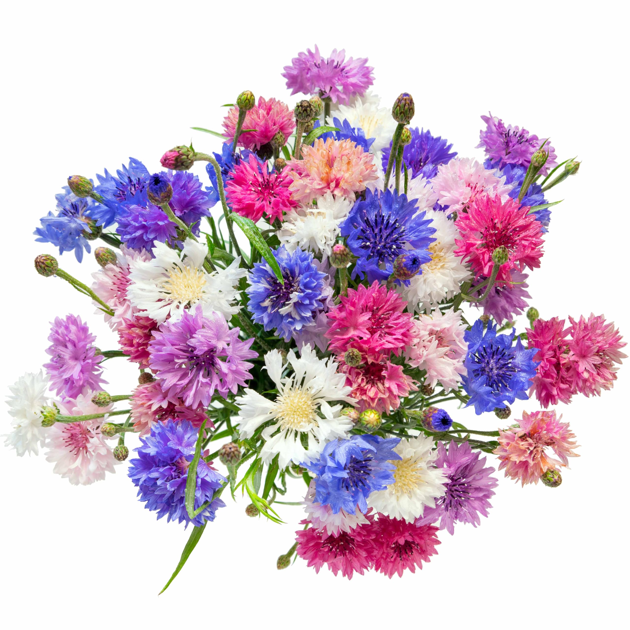 Front view of RDR Seeds Polka Dot Bachelor Button Seeds packet