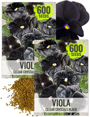 Front view of Seed Needs Black Pansy Seeds packet showing black flower illustration