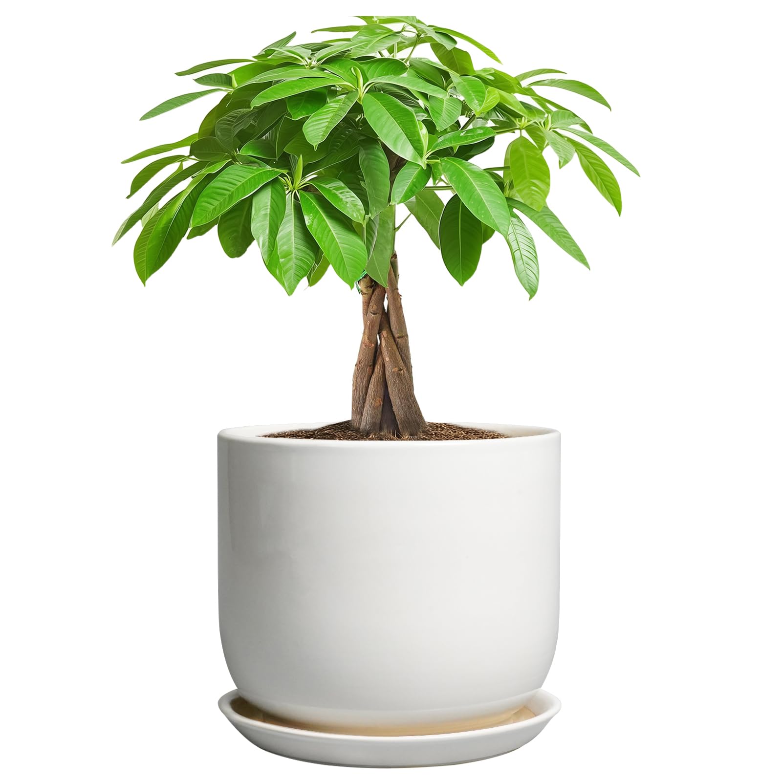 Front view of SUNPOTFOR 7 Inch Ceramic Plant Pot in Gloss White