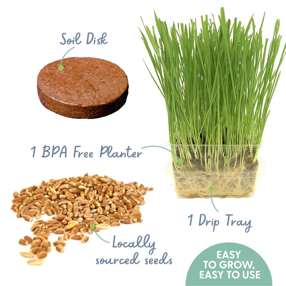 Front view of The Cat Ladies Cat Grass in a BPA-free container