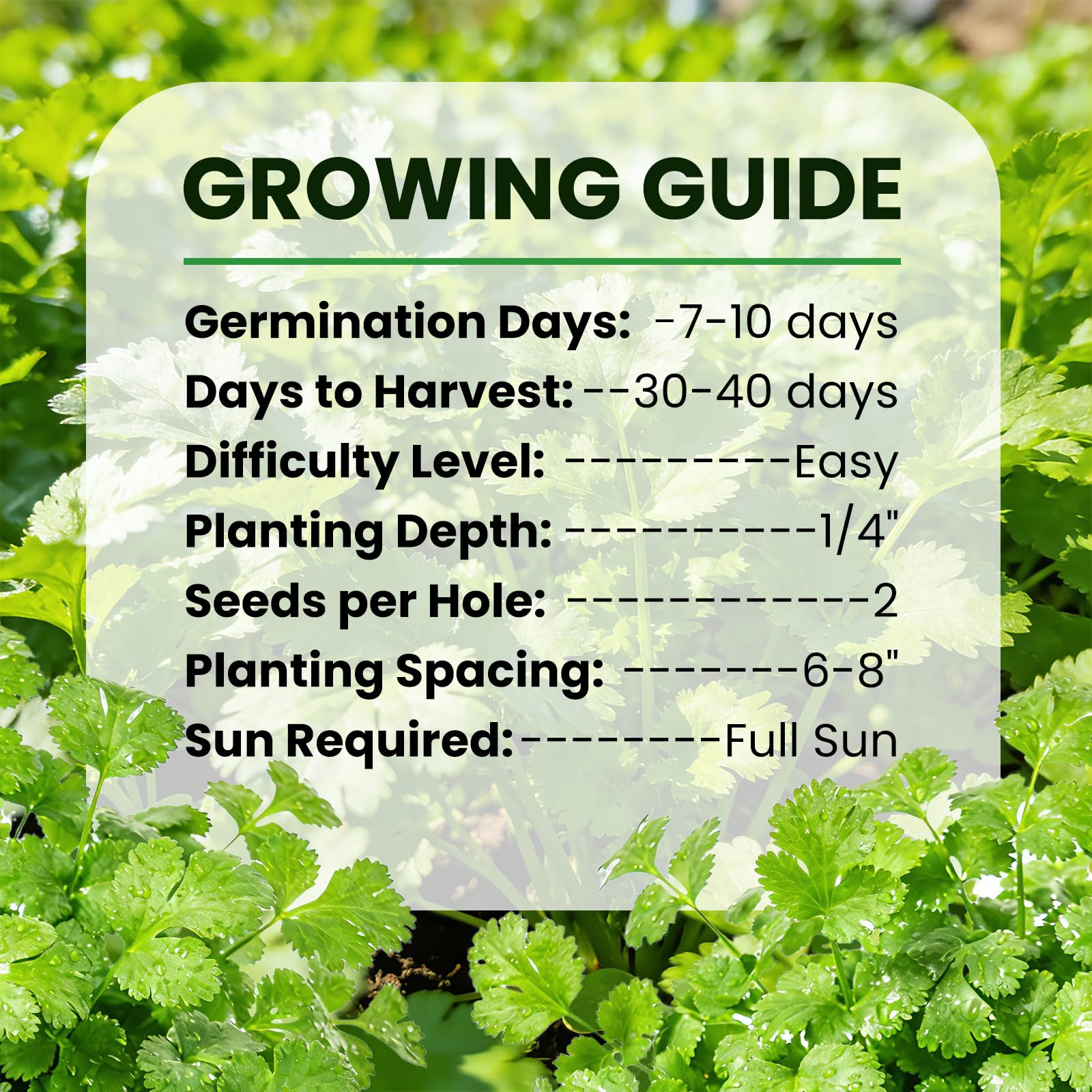 Fruivity Cilantro Seeds with growing guide and instructions