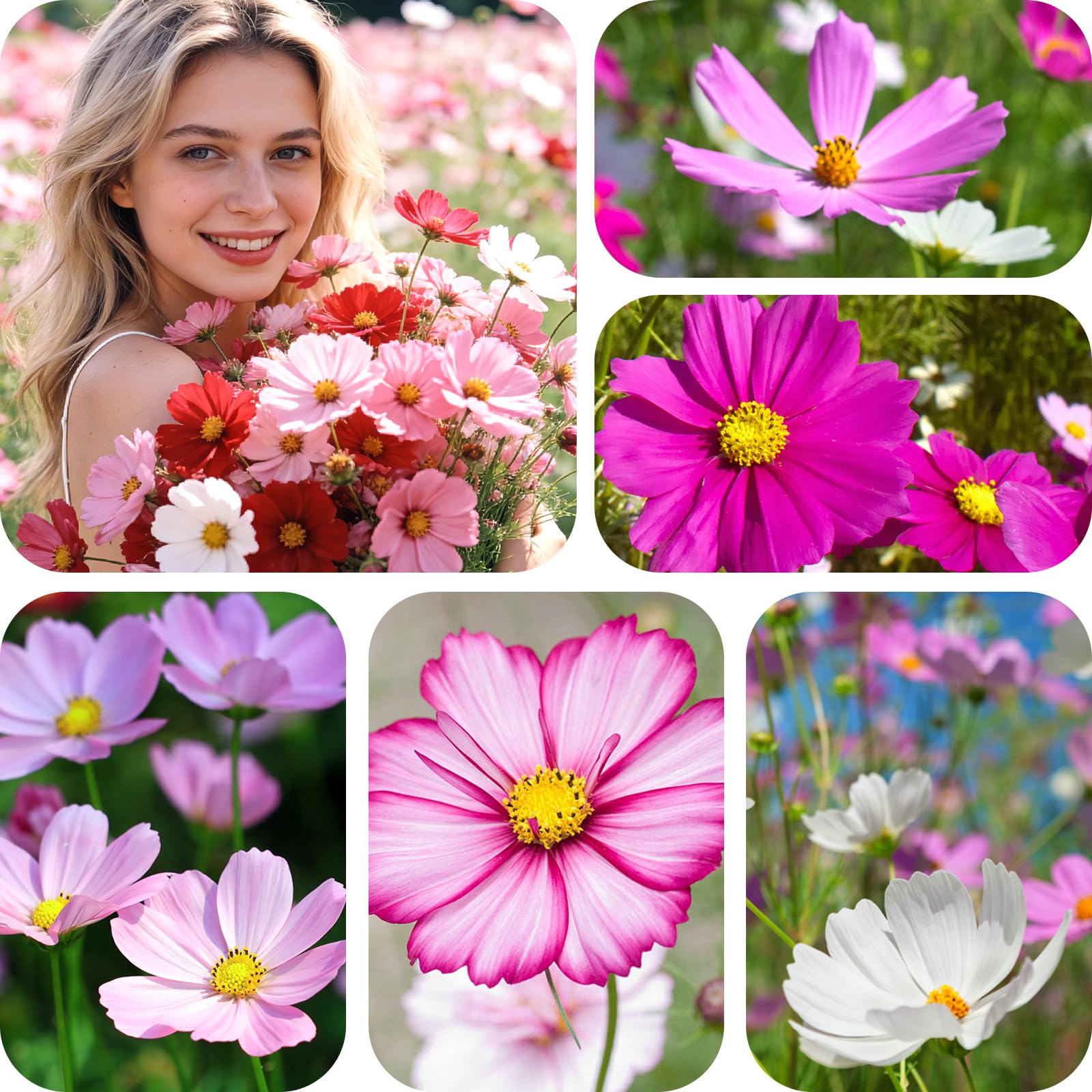 Fruivity Cosmos Seeds being planted in garden soil