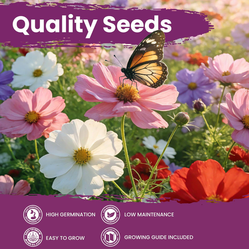 Fruivity Cosmos Seeds bulk pack showing quantity of seeds