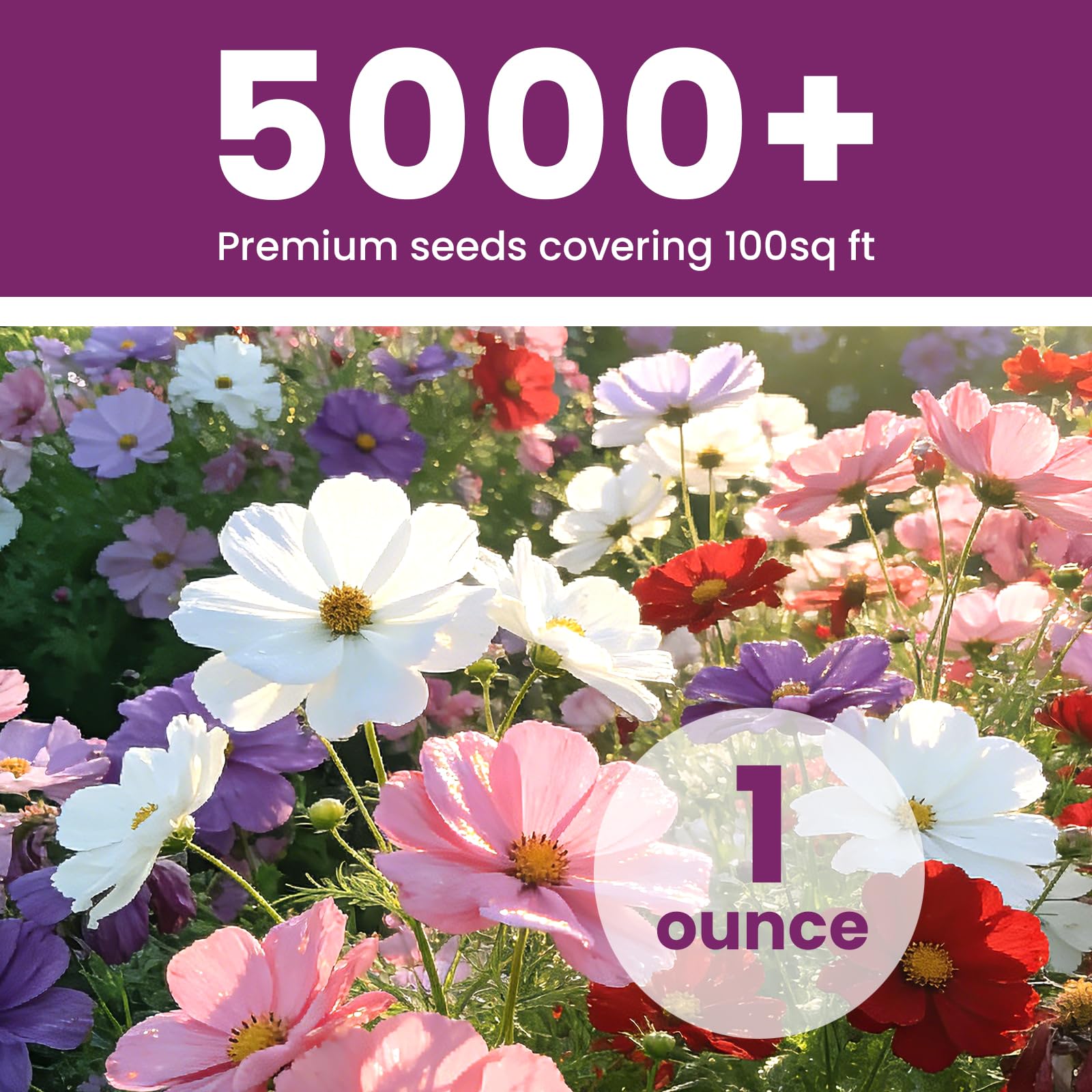 Fruivity Cosmos Seeds packet back view with planting instructions