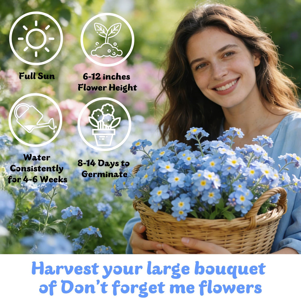 Fruivity Forget Me Not seeds in garden soil ready for planting