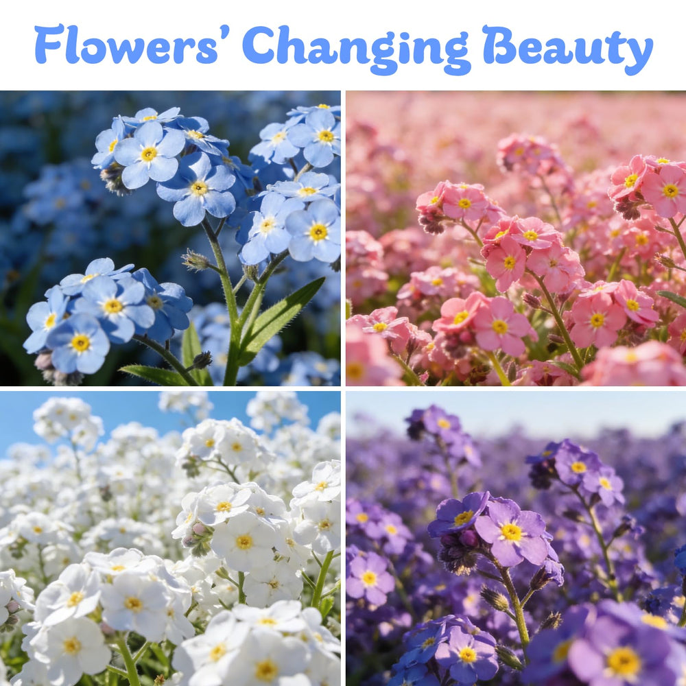 Fruivity Forget Me Not seeds with pure blue flowers in a garden