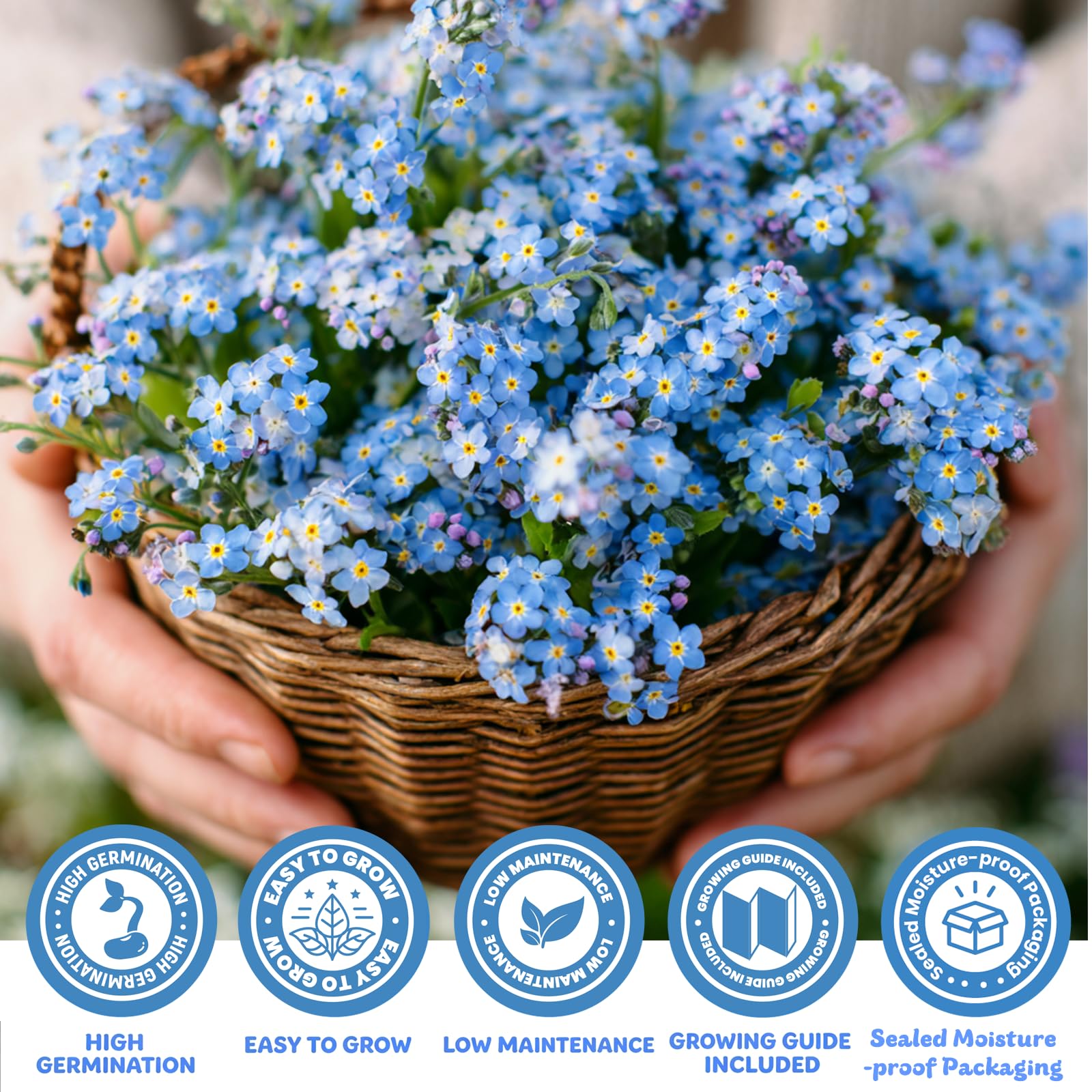 Fruivity Forget Me Not seeds with pure white flowers in a container