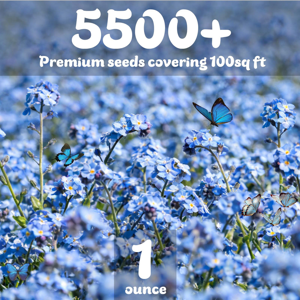 Fruivity Forget Me Not seeds with soft pink flowers blooming
