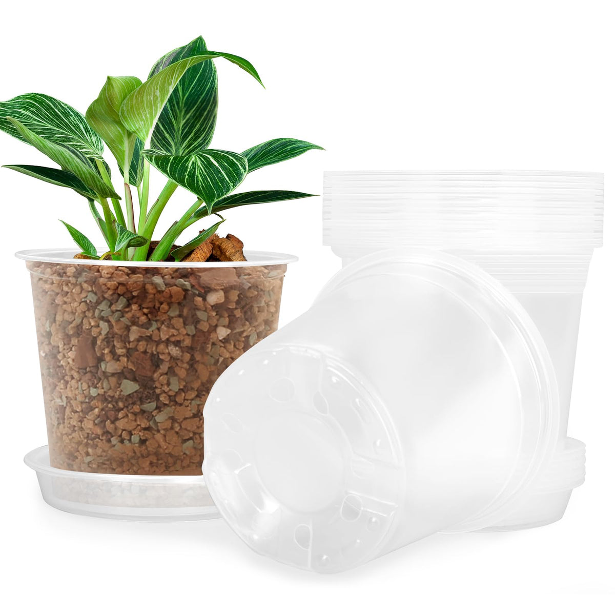 FUIJOL 5 inch clear nursery pot with matching saucer