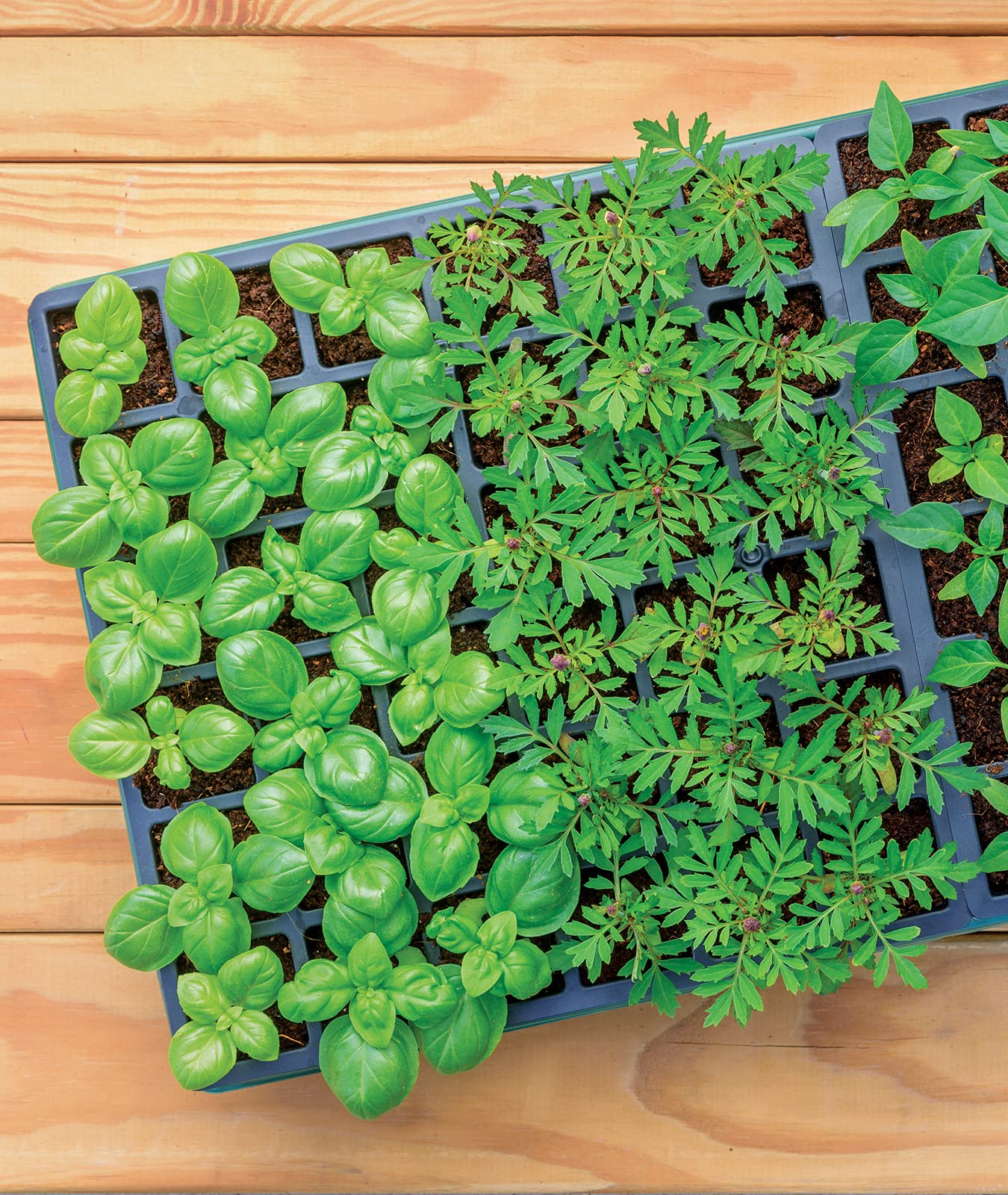 Full view of Burpee seed starting trays and dome