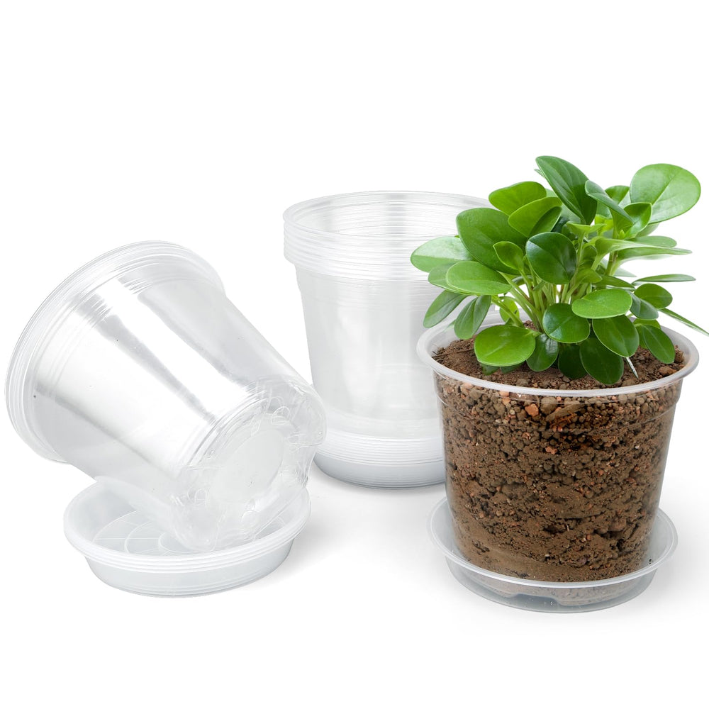 FUOAUYK 3-inch clear nursery pot with drainage tray front view