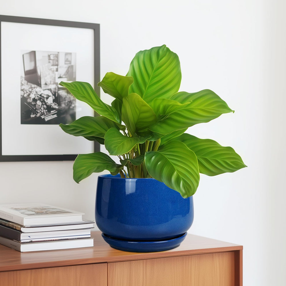 G EPGardening 7 Inch Blue Ceramic Planter in a living room setting