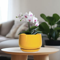 G EPGardening 7 inch ceramic planter with drainage saucer