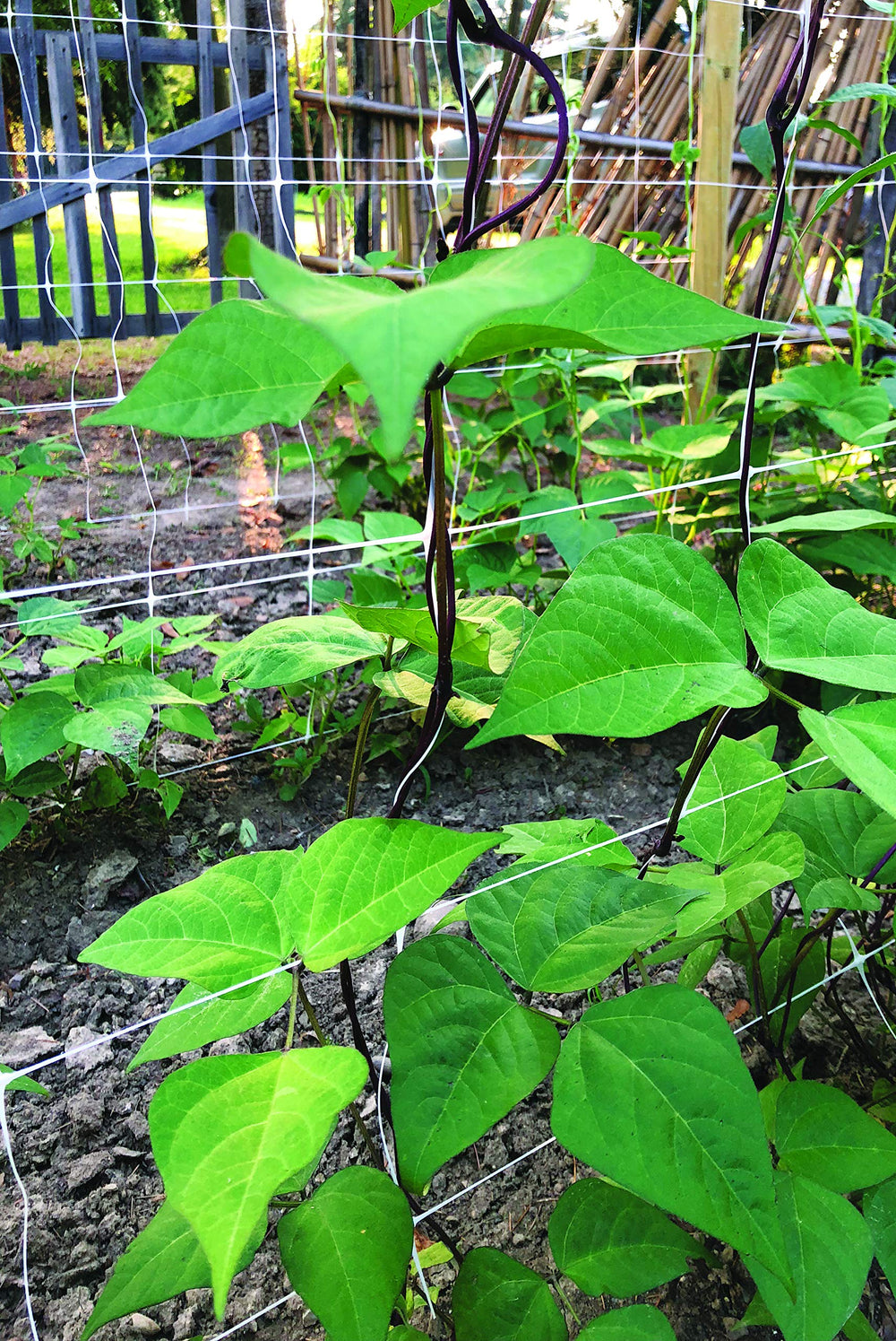 Garden area with TENAX Hortonova trellis net
