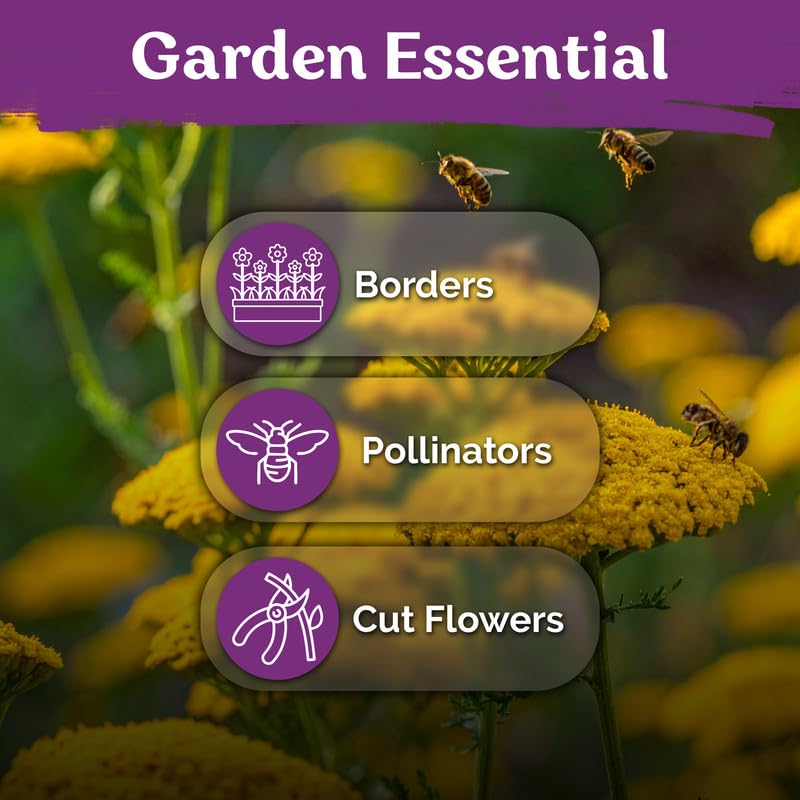 Garden bed featuring blooming gold yarrow plants