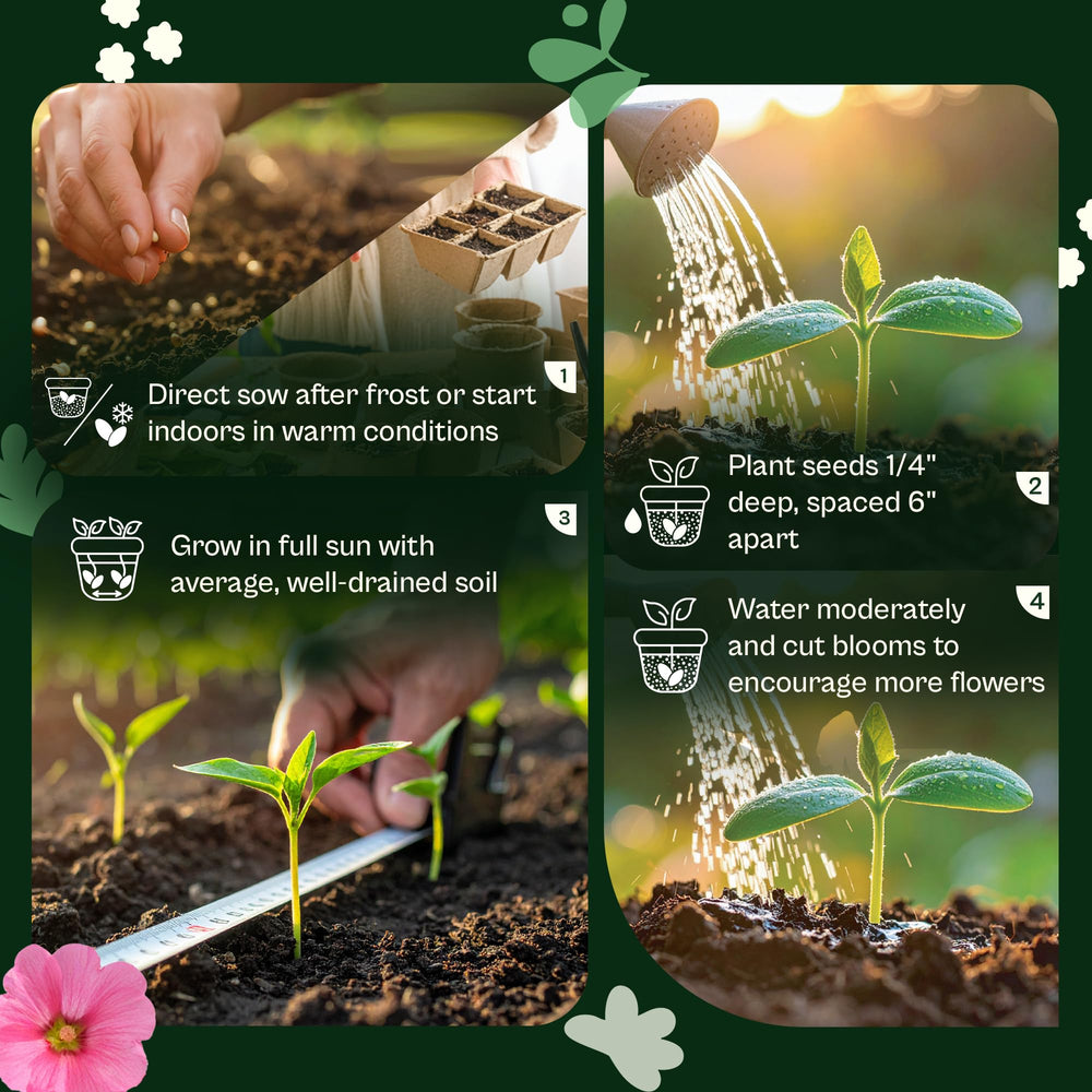 Garden bed featuring vibrant cleome flowers in bloom