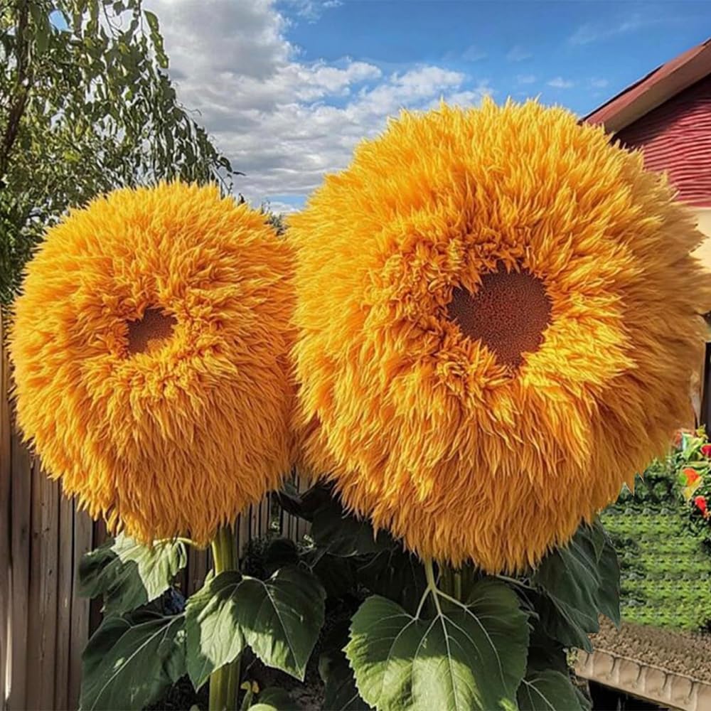 Garden bed with blooming Teddy Bear Sunflowers