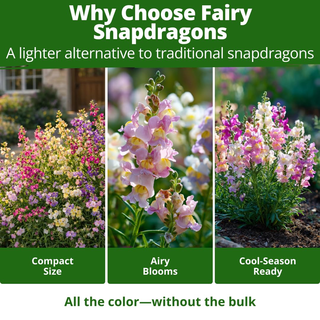 Garden border filled with blooming Fairy Snapdragons