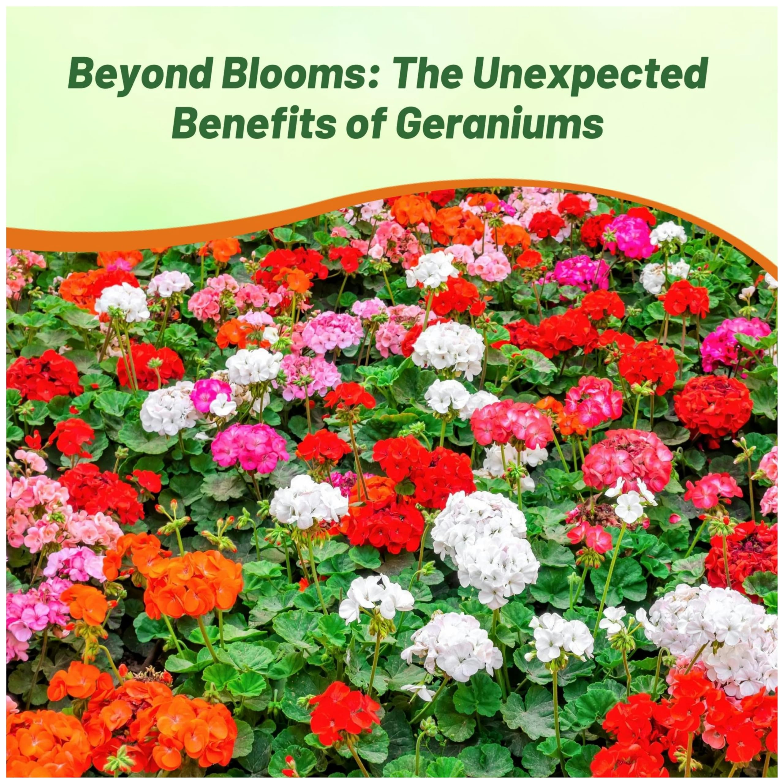 Garden display featuring vibrant Outsidepride Geraniums