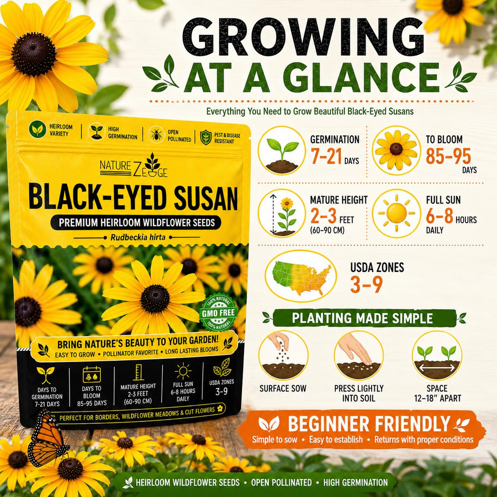 Garden display of blooming Black Eyed Susan flowers