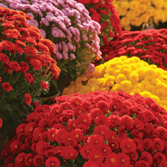 Garden display of blooming chrysanthemums in various colours
