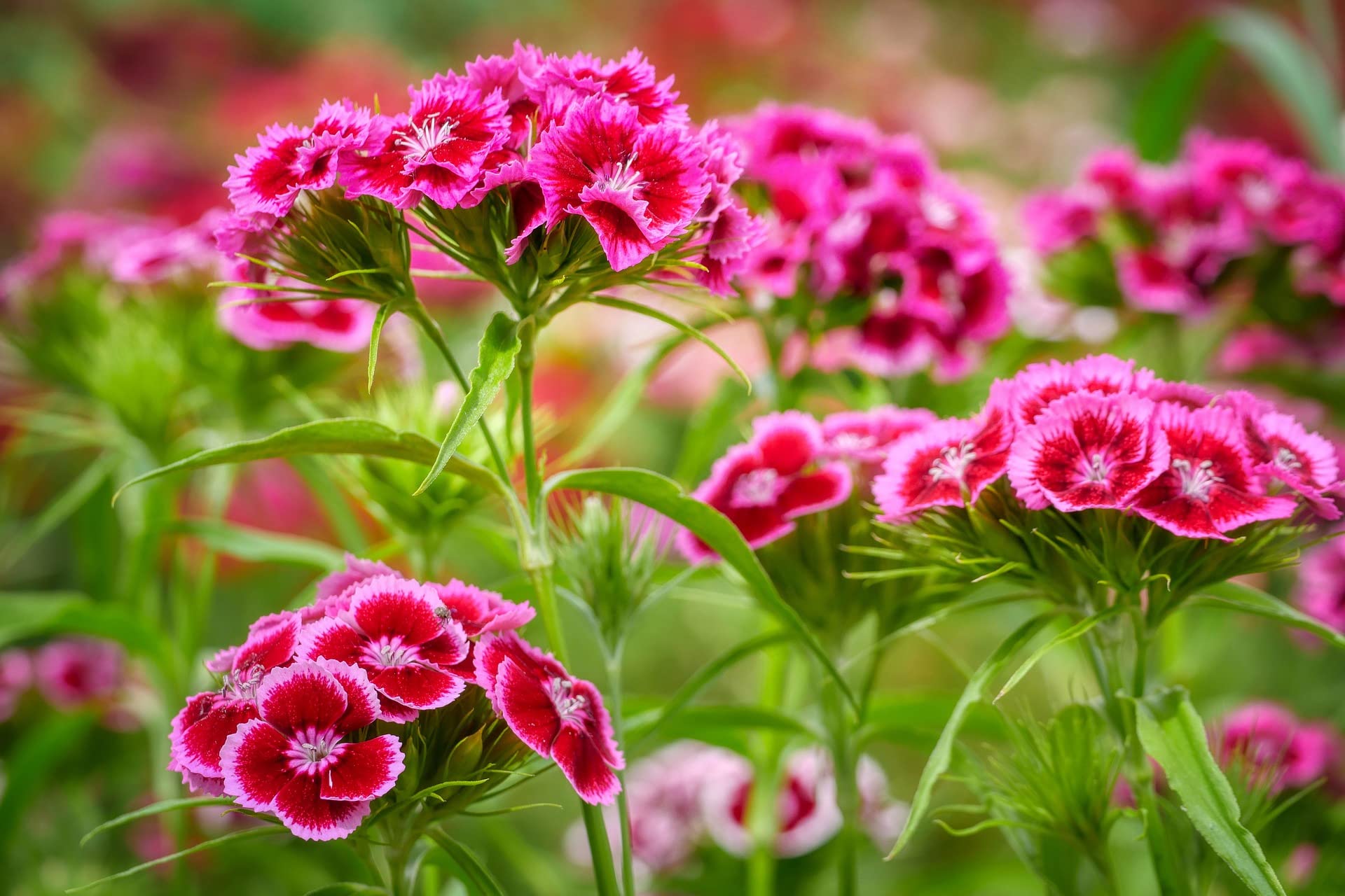 Garden display with flowers grown from Valley Greene seeds
