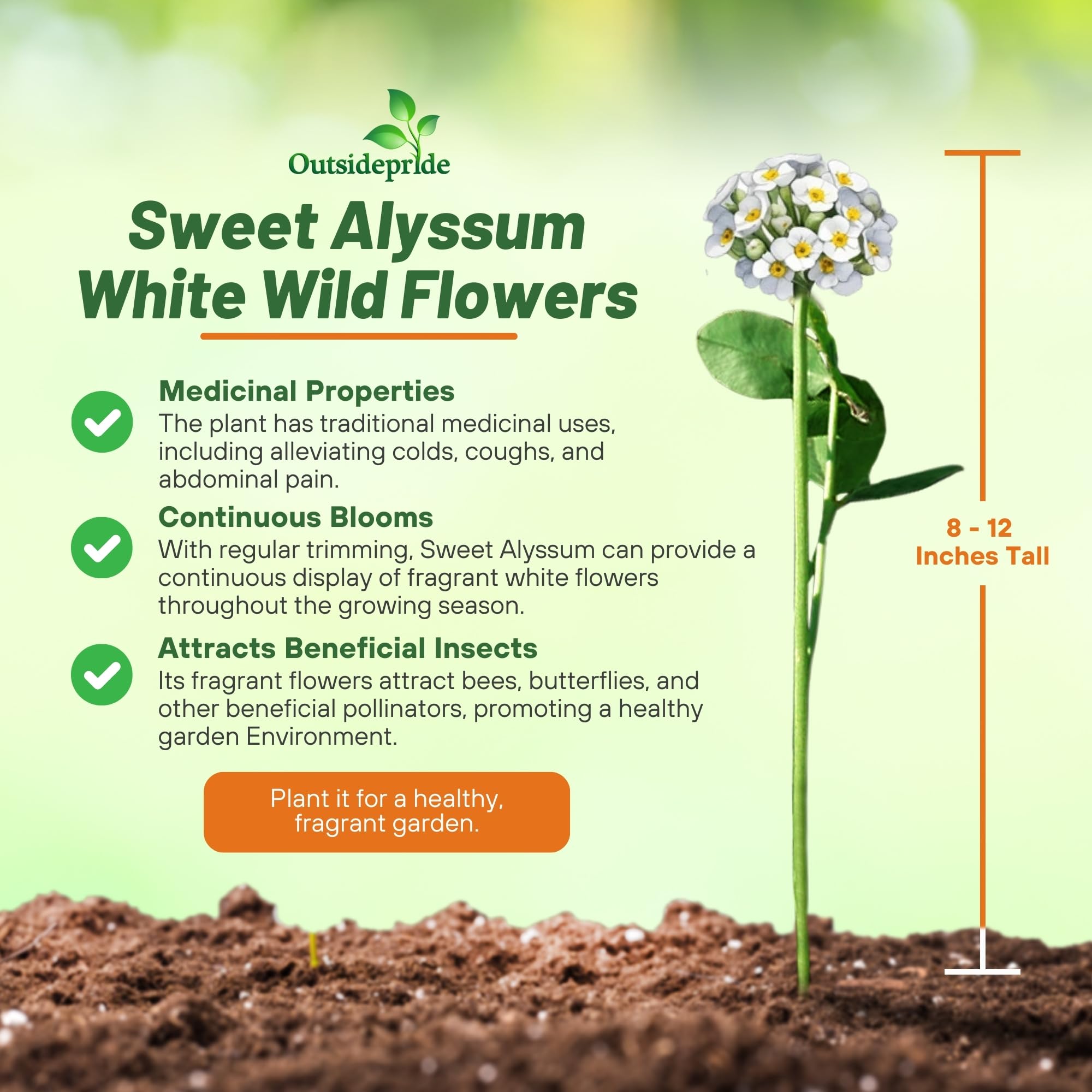 Garden featuring Sweet Alyssum flowers as ground cover