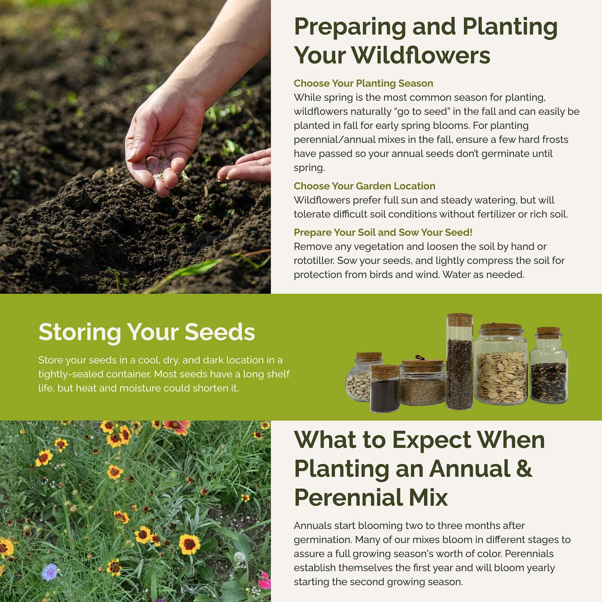 Garden featuring vibrant blooms from Eden Brothers wildflower seeds