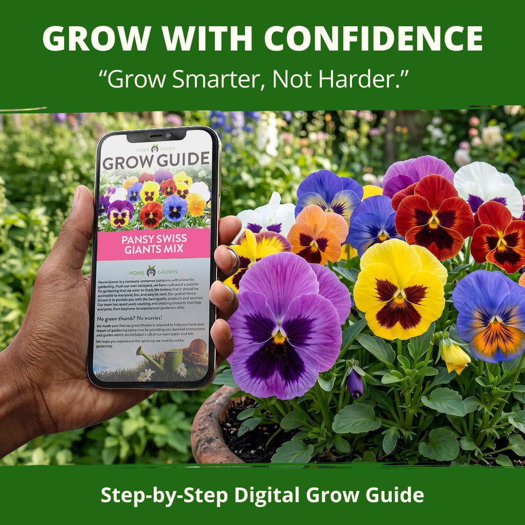 Garden path framed with Swiss Giant Pansies