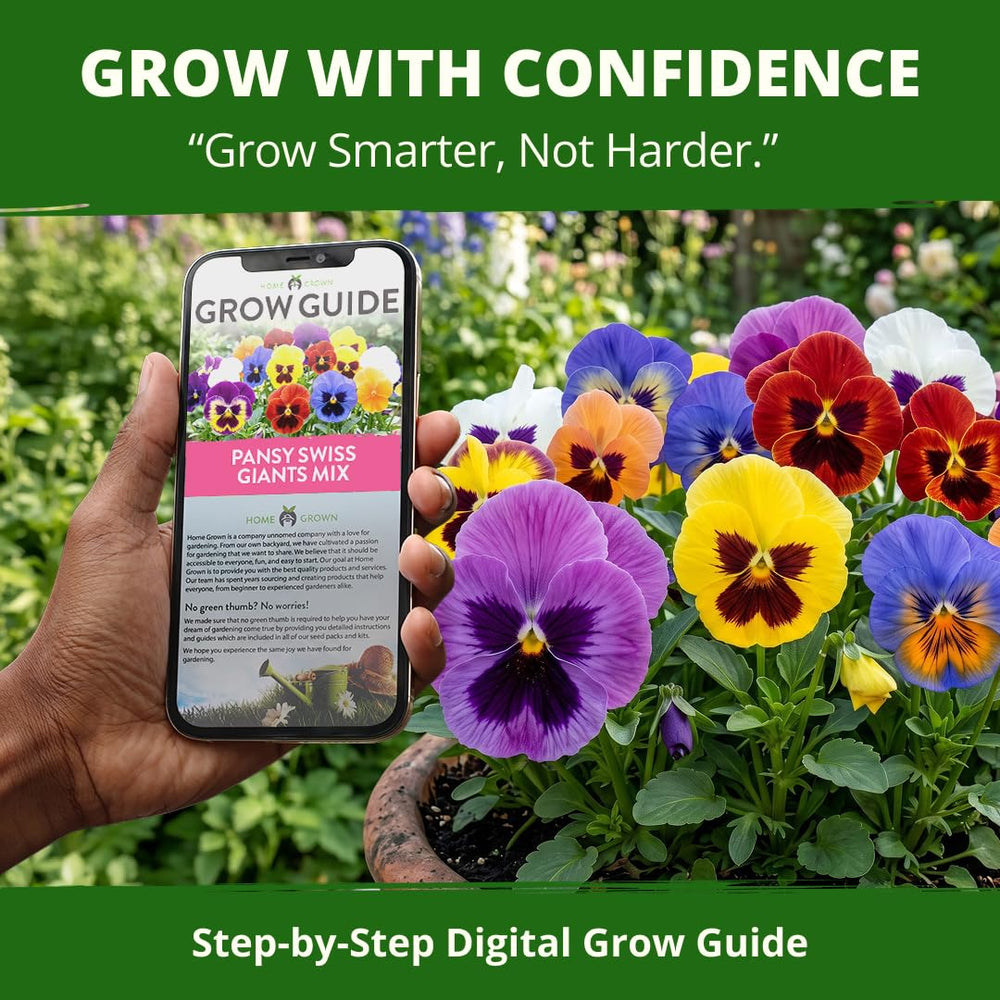 Garden path framed with Swiss Giant Pansies
