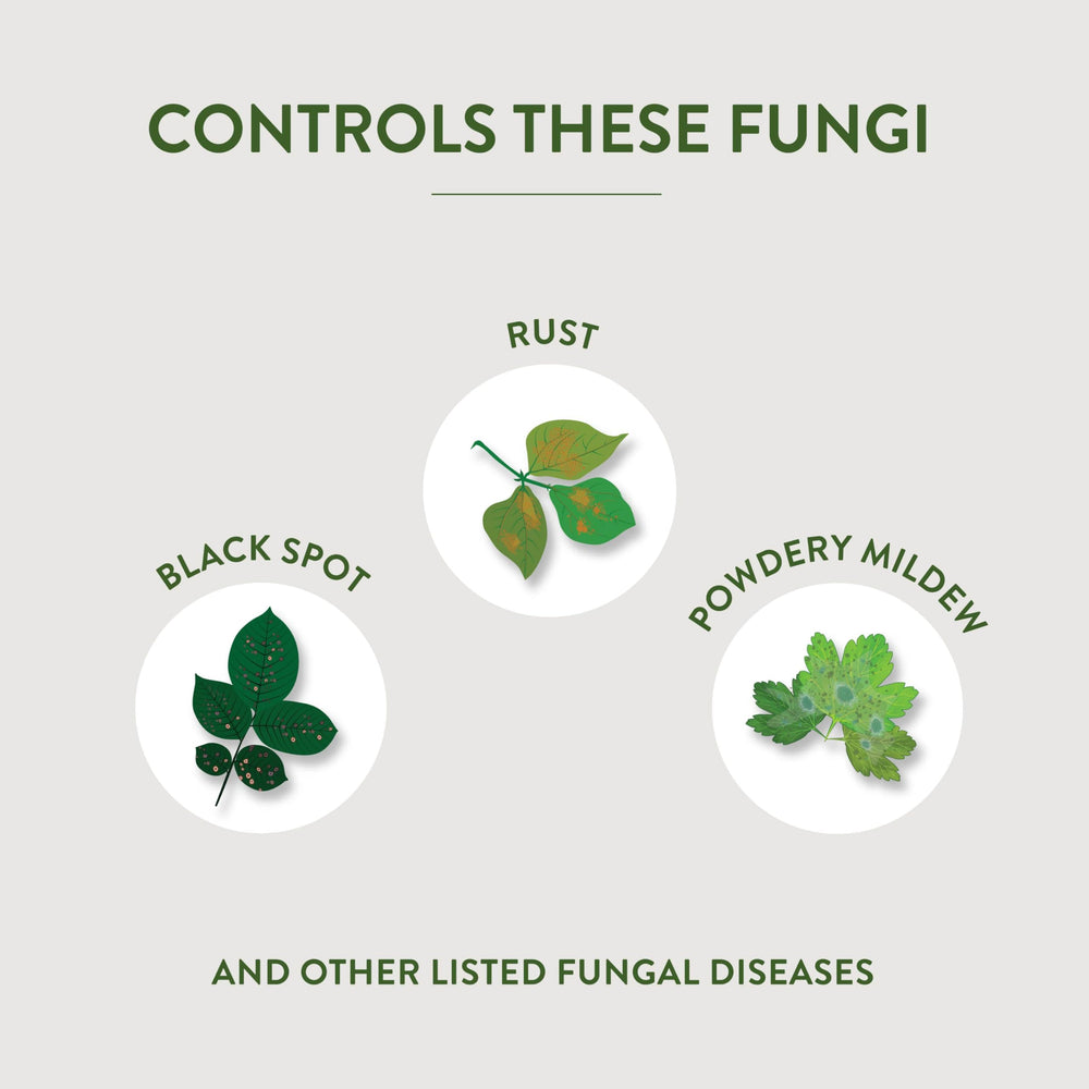 Garden Safe Fungicide 3 label showing active ingredients