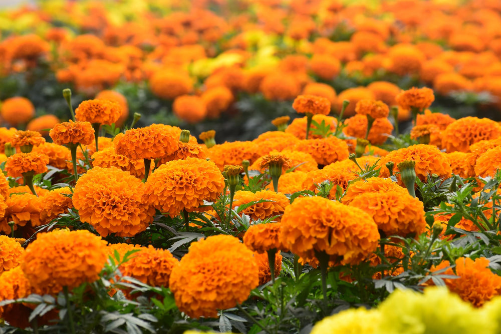 Garden scene featuring marigold flowers attracting bees