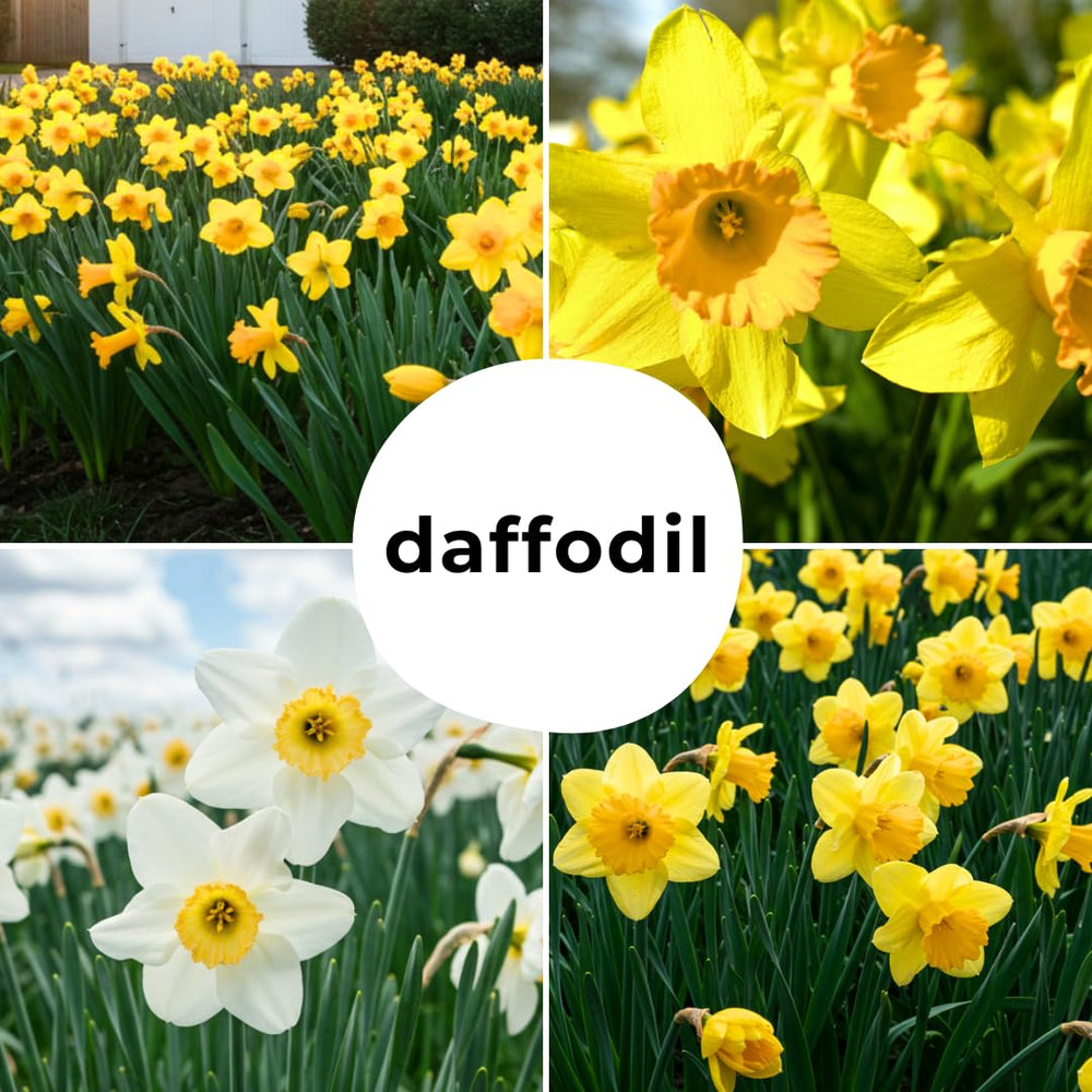 Garden scene featuring planted daffodils in full bloom