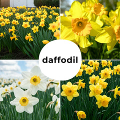 Garden scene featuring planted daffodils in full bloom