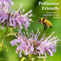 Garden scene with blooming bee balm plants