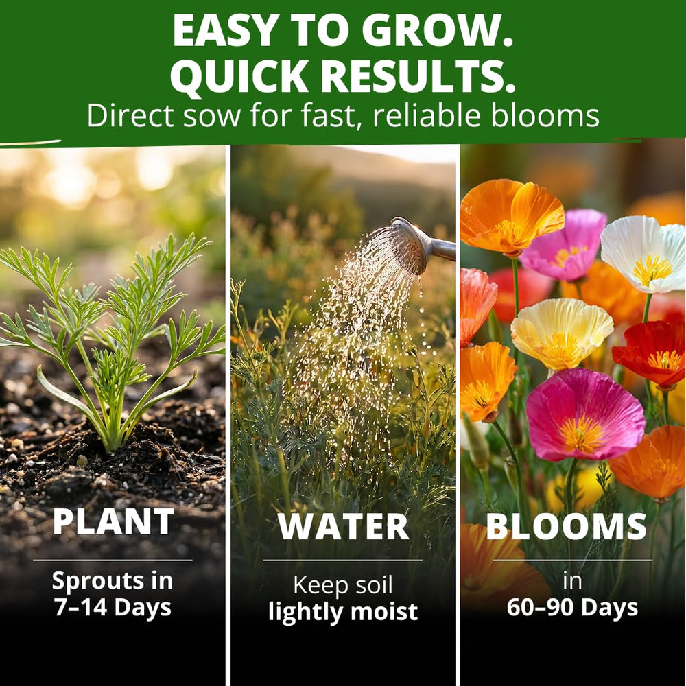 Garden setting featuring blooming California Poppy flowers