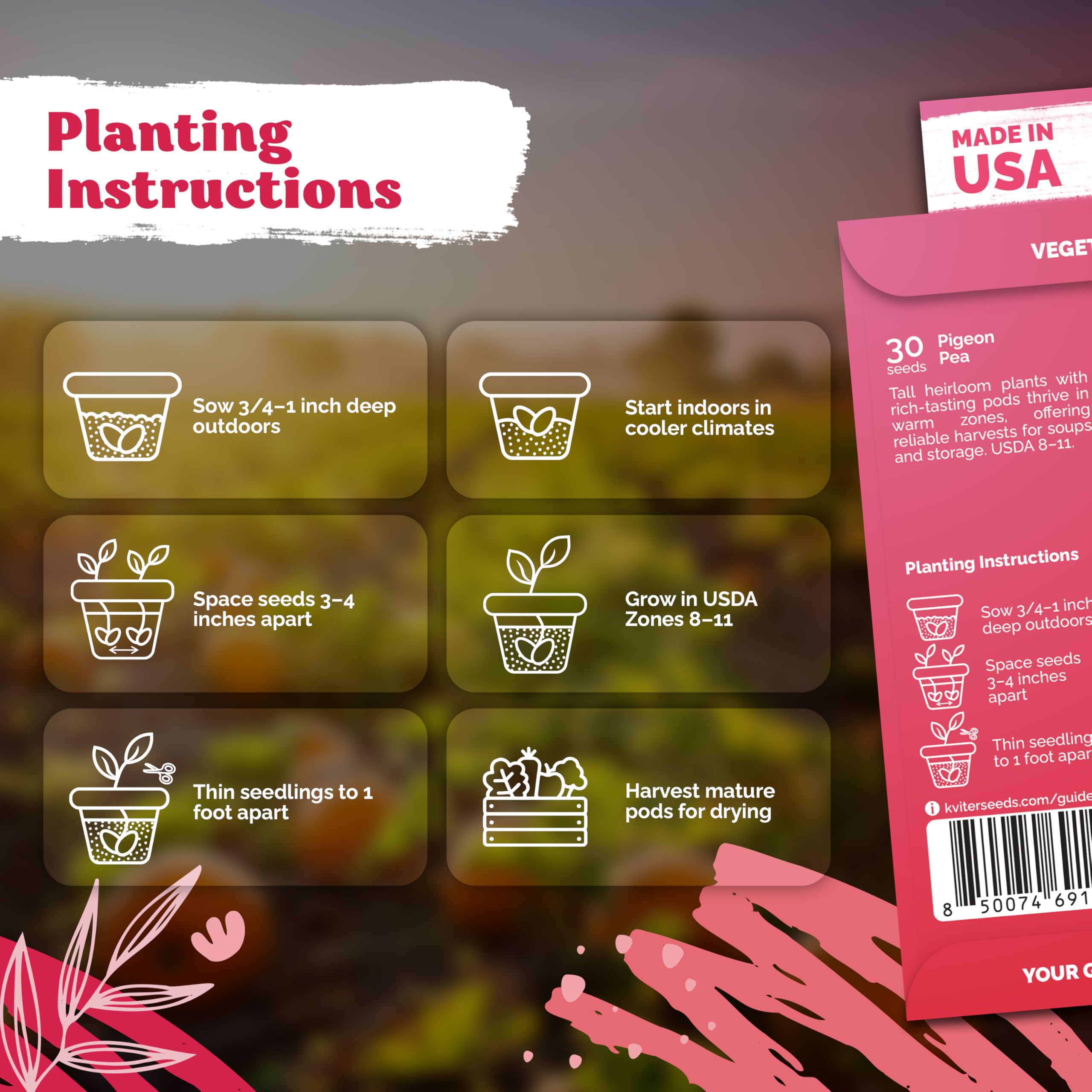 Garden setting with KVITER Pigeon Pea plants growing