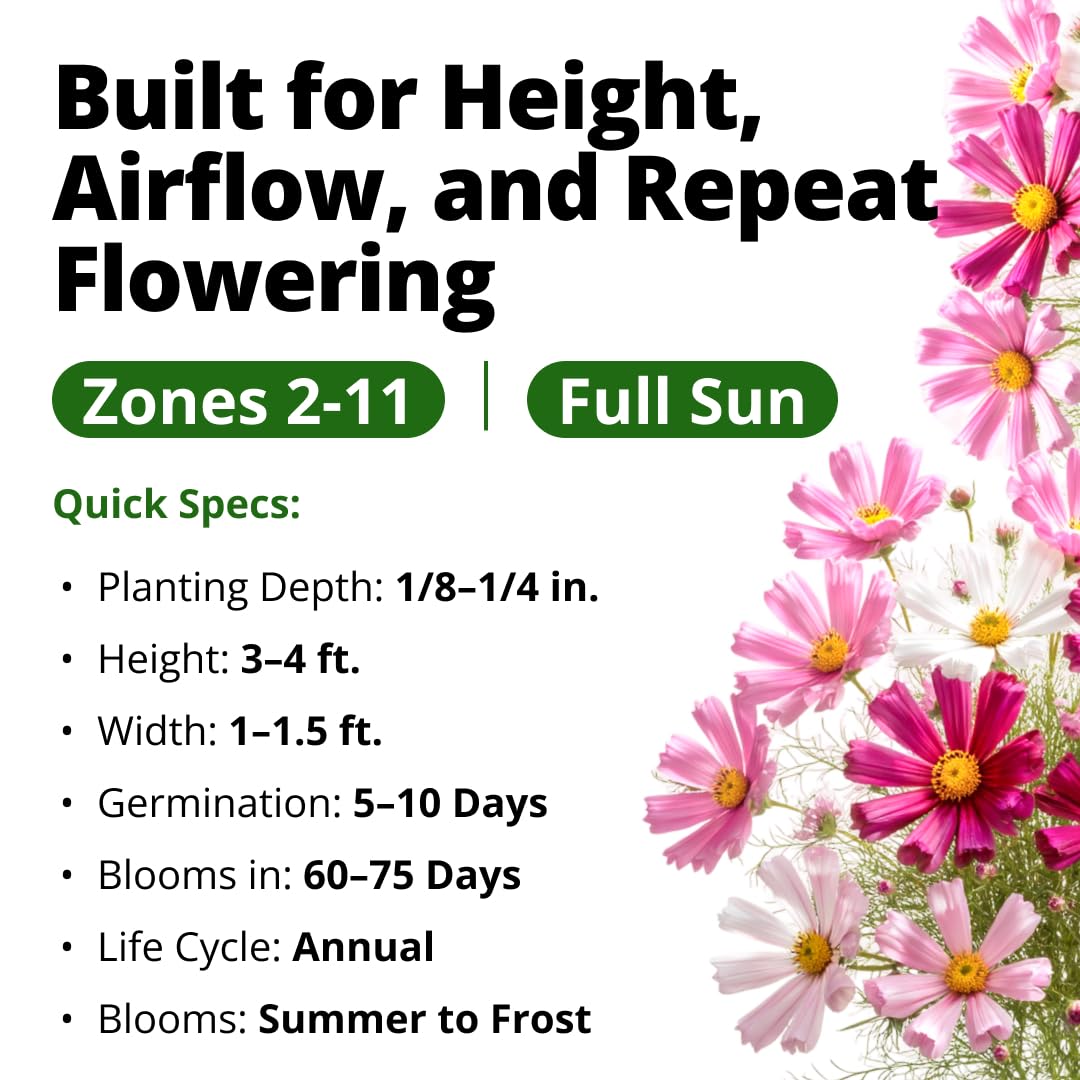 Garden setting with Sea Shells Cosmos blooming